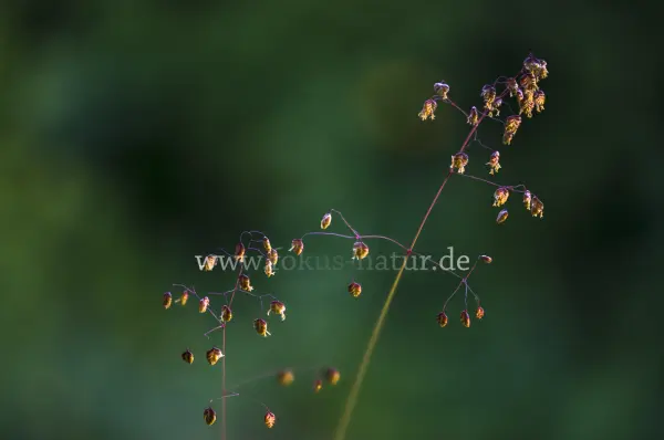 Fokus-Natur Bild