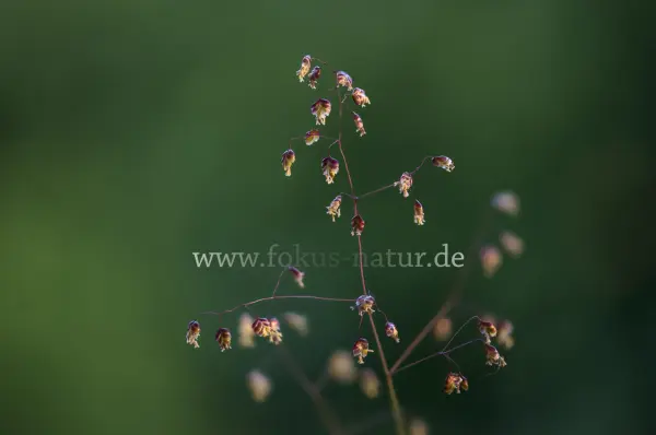Fokus-Natur Bild