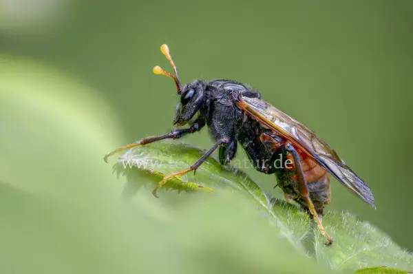 Fokus-Natur Bild