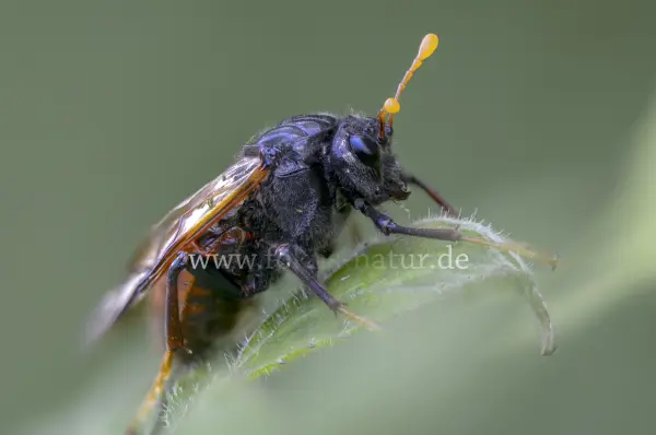 Fokus-Natur Bild