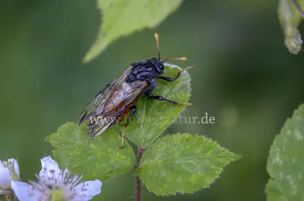 Fokus-Natur Bild