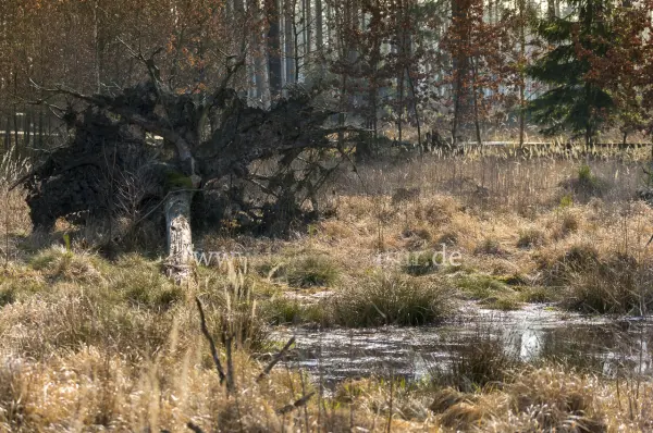Fokus-Natur Bild