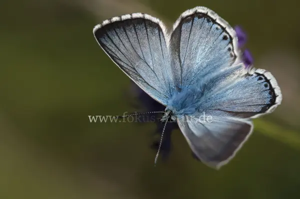 Fokus-Natur Bild