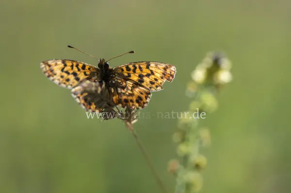 Fokus-Natur Bild