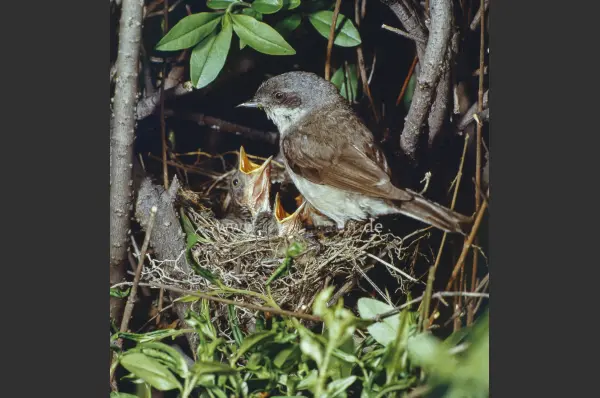 Fokus-Natur Bild
