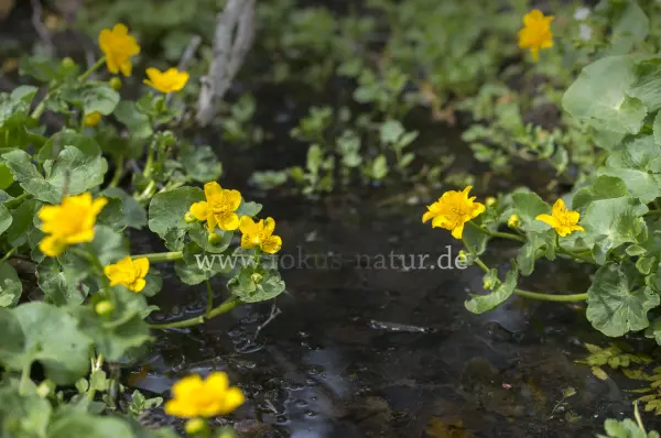 Fokus-Natur Bild
