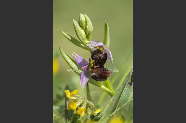 Fokus-Natur Bild
