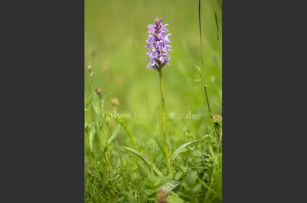Fokus-Natur Bild