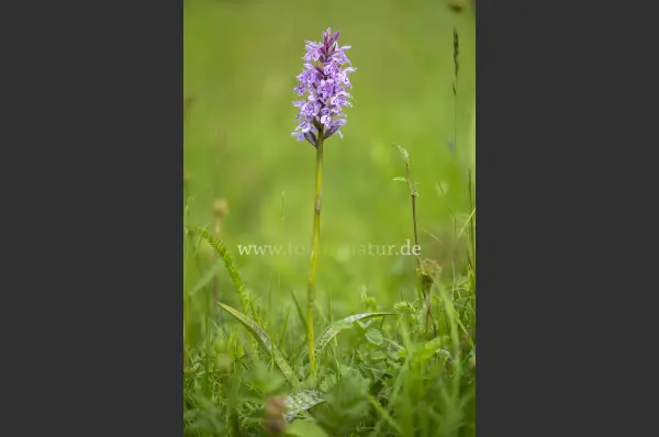 Fokus-Natur Bild