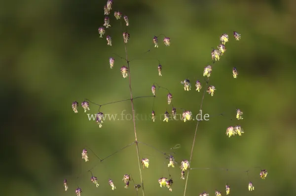 Fokus-Natur Bild