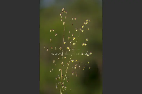 Fokus-Natur Bild