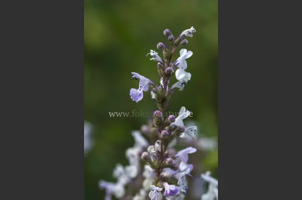 Fokus-Natur Bild