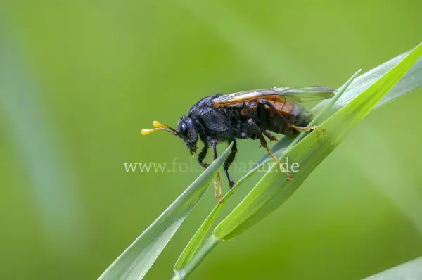 Fokus-Natur Bild