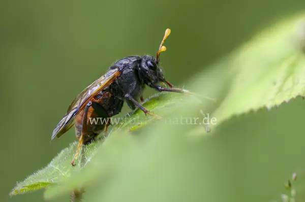 Fokus-Natur Bild