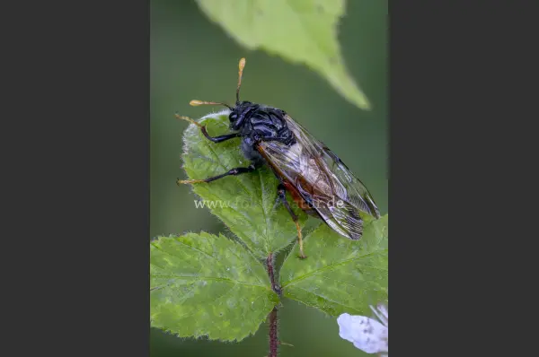 Fokus-Natur Bild