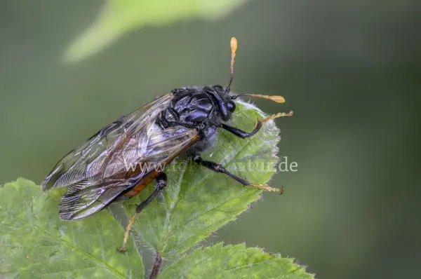 Fokus-Natur Bild