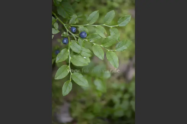 Fokus-Natur Bild