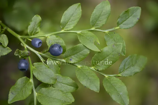 Fokus-Natur Bild