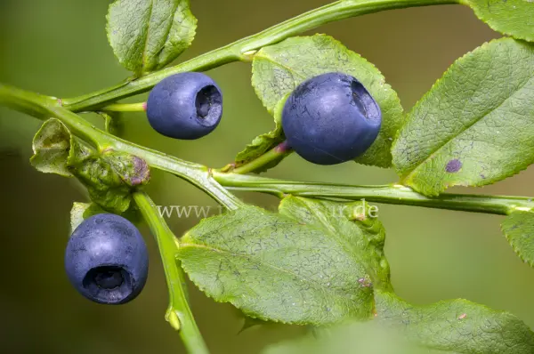 Fokus-Natur Bild