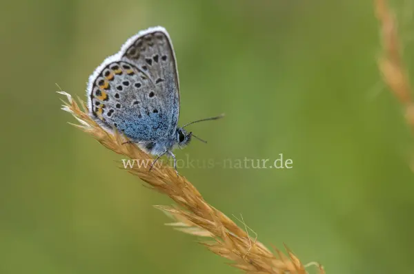 Fokus-Natur Bild