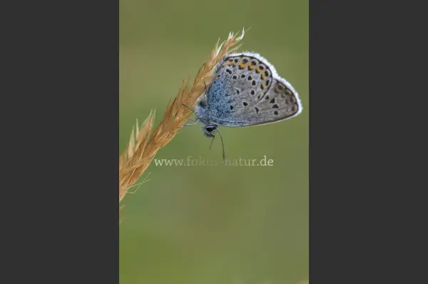 Fokus-Natur Bild