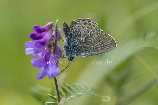 Fokus-Natur Bild