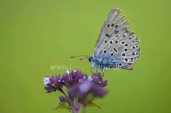Fokus-Natur Bild