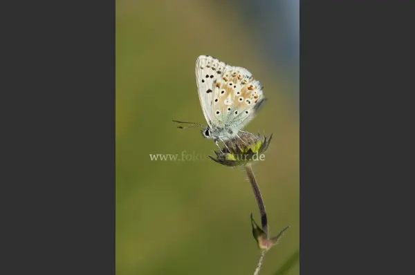 Fokus-Natur Bild