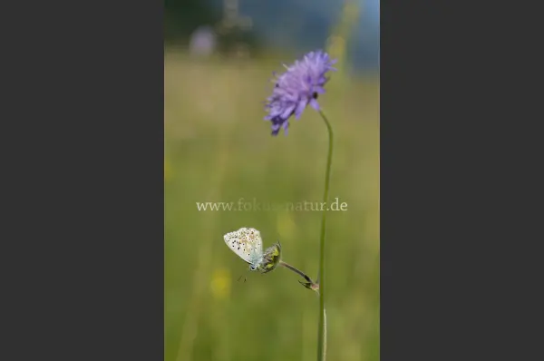 Fokus-Natur Bild