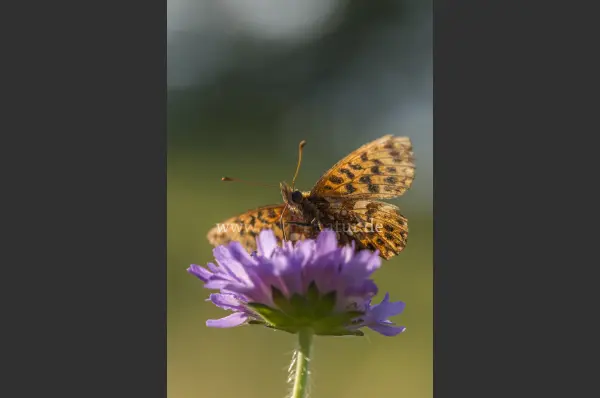 Fokus-Natur Bild