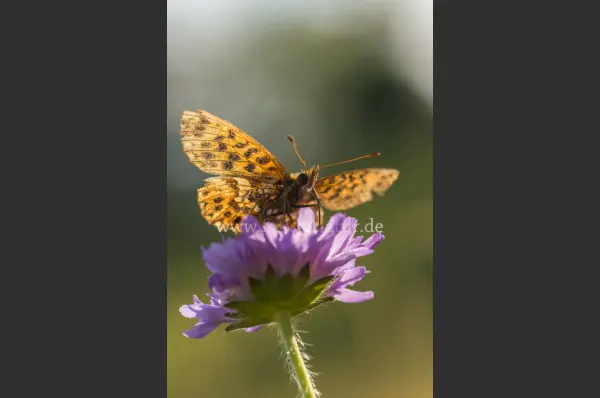 Fokus-Natur Bild