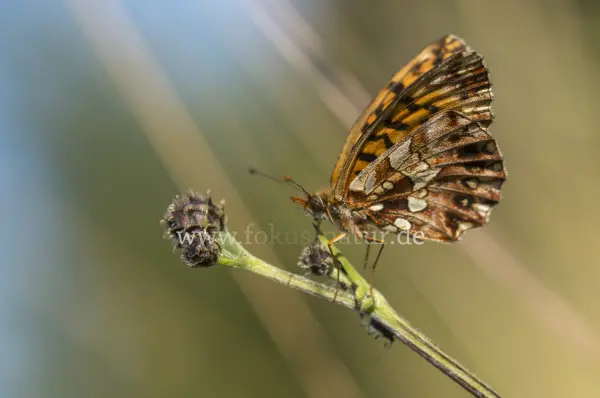 Fokus-Natur Bild