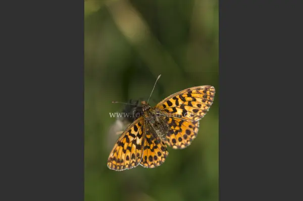Fokus-Natur Bild