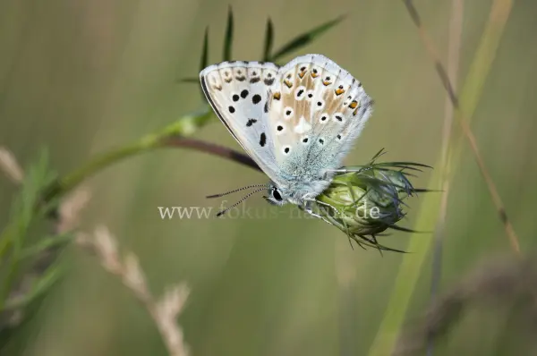 Fokus-Natur Bild