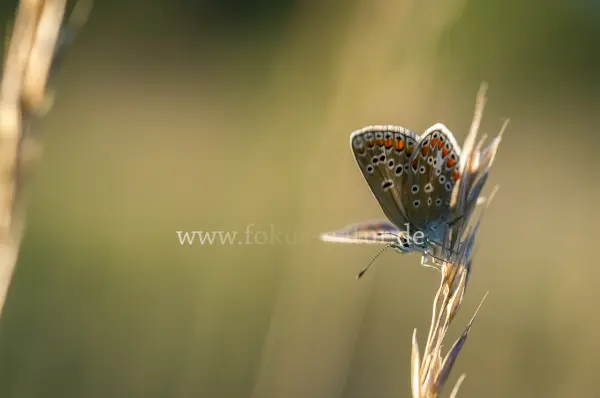 Fokus-Natur Bild