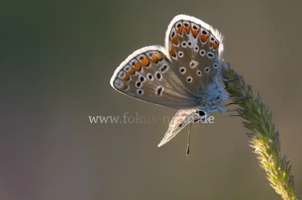 Fokus-Natur Bild