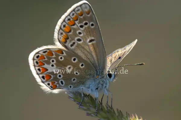 Fokus-Natur Bild