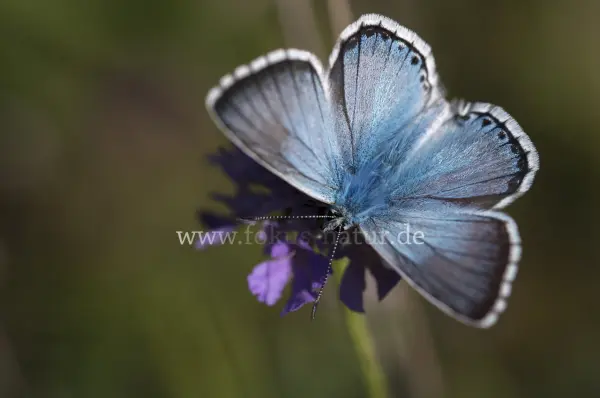 Fokus-Natur Bild