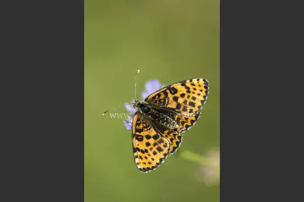 Fokus-Natur Bild