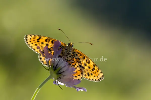 Fokus-Natur Bild