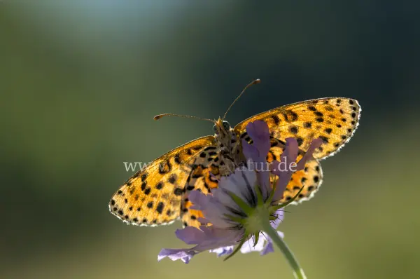 Fokus-Natur Bild