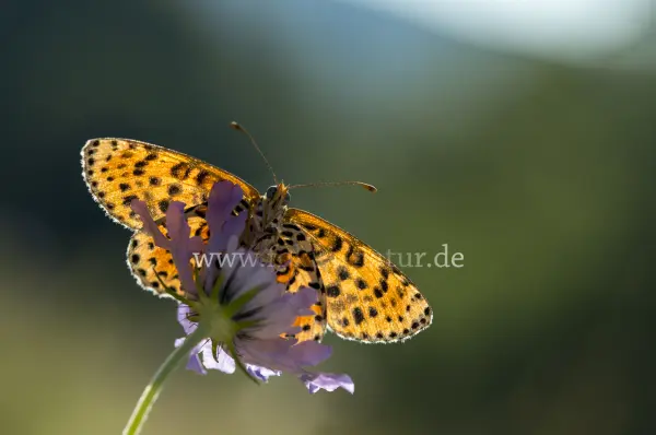 Fokus-Natur Bild