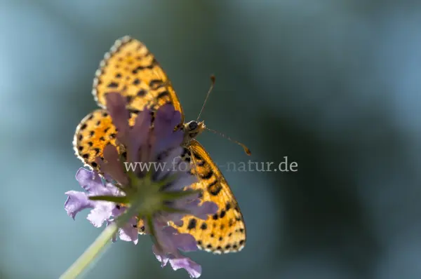 Fokus-Natur Bild