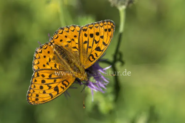 Fokus-Natur Bild