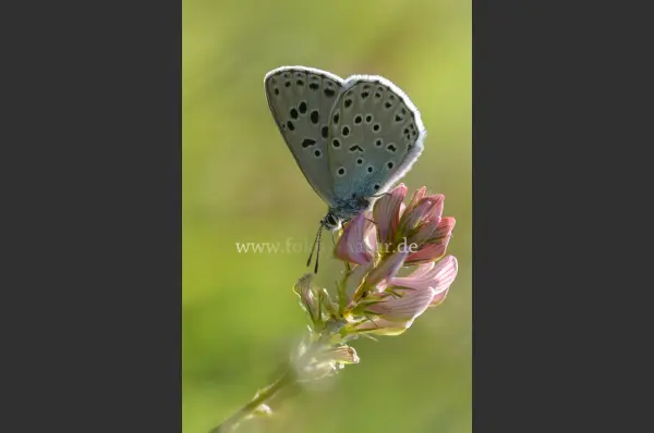 Fokus-Natur Bild