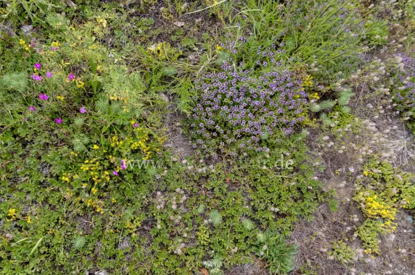Fokus-Natur Bild