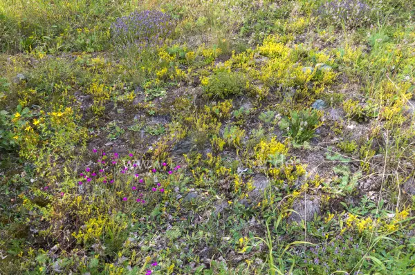 Fokus-Natur Bild