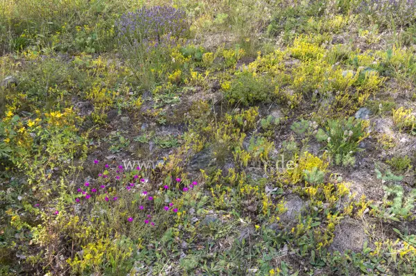 Fokus-Natur Bild