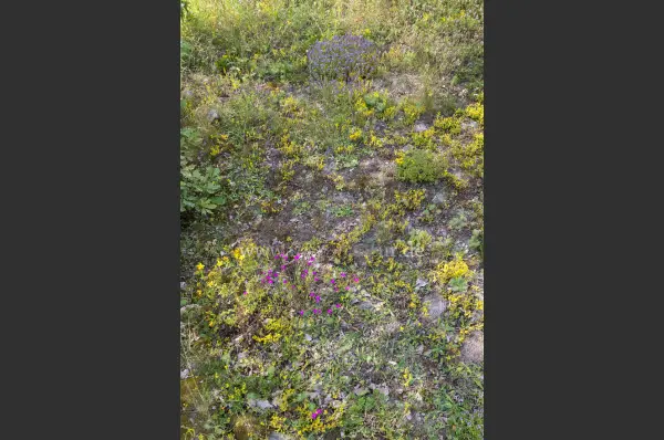 Fokus-Natur Bild