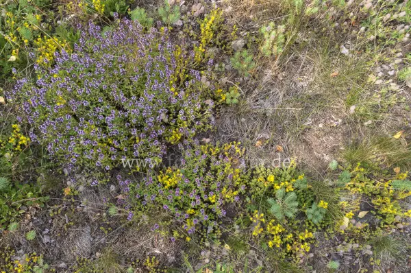 Fokus-Natur Bild
